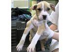 Adopt Balenciaga a Tan/Yellow/Fawn Terrier (Unknown Type