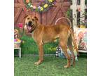 Adopt BARNEY a Brown/Chocolate Mixed Breed (Large) / Mixed dog in Aiken