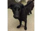 Adopt Hermes* a Labrador Retriever / Mixed dog in Pomona, CA (41309429)