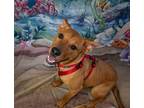 Adopt Elsa A. a Brown/Chocolate Australian Cattle Dog / Pit Bull Terrier dog in
