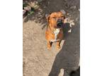 Adopt Brownie a Tricolor (Tan/Brown & Black & White) Boxer / Rottweiler / Mixed
