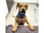 Adopt Forrest a Brown/Chocolate American Staffordshire Terrier / Mixed dog in