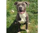 Adopt 84803 Zeus a Gray/Blue/Silver/Salt & Pepper American Pit Bull Terrier /