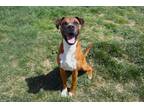 Adopt 84343 Duke a Brown/Chocolate Boxer / Mixed Breed (Medium) / Mixed (short