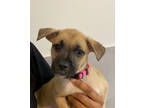 Adopt Pink a Tan/Yellow/Fawn Retriever (Unknown Type) / Mixed dog in Edgefield