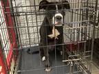 Adopt 55795667 a Black American Pit Bull Terrier / Mixed dog in Fort Worth