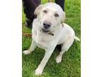 Adopt Brady a Tan/Yellow/Fawn Labrador Retriever / Mixed dog in Robinson