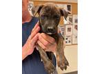 Adopt 55795728 a Brindle Shepherd (Unknown Type) / Mixed Breed (Medium) / Mixed