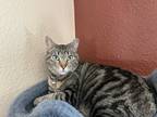 Adopt Rajah a Tiger Striped Domestic Shorthair / Mixed (short coat) cat in