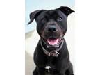 Adopt Jazzy a Black Terrier (Unknown Type, Medium) / Mixed Breed (Medium) /