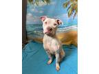 Adopt Lola a Pit Bull Terrier / Mixed dog in LAFAYETTE, LA (41309360)