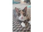 Adopt Macie a Calico or Dilute Calico Domestic Shorthair / Mixed (short coat)