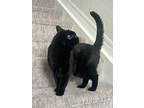 Adopt Aurora a All Black Domestic Shorthair / Mixed (medium coat) cat in
