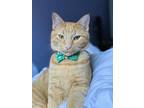 Adopt Quinn a Orange or Red Tabby Domestic Shorthair / Mixed (short coat) cat in