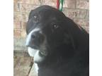 Adopt Annie a Black - with White Great Pyrenees / Mixed dog in Farmersville