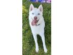 Adopt Ruya a Siberian Husky / Mixed dog in Tulare, CA (39433811)