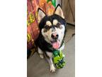 Adopt Boris a Siberian Husky / Mixed dog in Tulare, CA (39787277)
