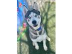 Adopt Orion a Siberian Husky / Mixed dog in Tulare, CA (40929922)