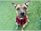 Adopt Rusty a Brindle - with White American Pit Bull Terrier / Bull Terrier /