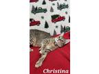 Adopt Christina a Brown Tabby Domestic Shorthair / Mixed (short coat) cat in
