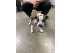 Adopt Brutis a Brown/Chocolate - with White Mixed Breed (Large) / Mixed dog in