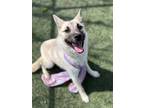 Adopt Missy a Shepherd (Unknown Type) / Mixed dog in Tulare, CA (41303867)