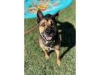 Adopt Colonel a Shepherd (Unknown Type) / Mixed dog in Tulare, CA (40929920)