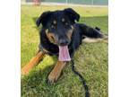 Adopt Bocephus a Rottweiler / Shepherd (Unknown Type) / Mixed dog in Tulare