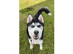 Adopt Joey a Siberian Husky / Mixed dog in Tulare, CA (41040135)