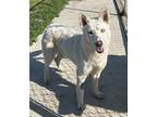 Adopt Kyla a Siberian Husky / Mixed dog in Tulare, CA (41192357)