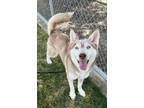 Adopt Serena a Siberian Husky / Mixed dog in Tulare, CA (41309159)