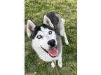 Adopt Aries a Siberian Husky / Mixed dog in Tulare, CA (41309158)