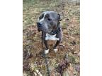 Adopt Walt a Gray/Silver/Salt & Pepper - with White Boxer / American Pit Bull