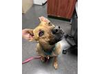 Adopt Tanner (Toluca) a Brown/Chocolate American Pit Bull Terrier / Shepherd