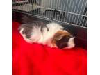 Adopt Harold a Black Guinea Pig / Guinea Pig / Mixed small animal in