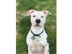 Adopt Cheddar a White American Pit Bull Terrier / Mixed dog in Bensalem
