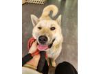 Adopt Peach a Tan/Yellow/Fawn Jindo / Mixed dog in Los Angeles, CA (41309088)