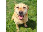 Adopt 84420 Bo a Tan/Yellow/Fawn Labrador Retriever / Mixed dog in Spanish Fork