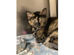 Adopt Nalaa a All Black Domestic Shorthair / Domestic Shorthair / Mixed cat in