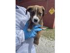 Adopt Lil Man a Brindle Plott Hound / American Pit Bull Terrier / Mixed dog in