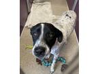 Adopt Pongo a Black Coonhound / Mixed dog in TRINIDAD, CO (41309059)
