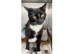 Adopt Mazie a All Black Domestic Shorthair / Domestic Shorthair / Mixed cat in