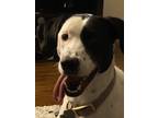 Adopt Odie a Black - with White Pointer / Mixed Breed (Medium) / Mixed dog in