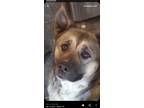 Adopt MAZY DAISY a Brown/Chocolate - with White Akita / Shepherd (Unknown Type)