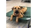 Adopt Dalton a Tan/Yellow/Fawn - with Black Black Mouth Cur / Hound (Unknown