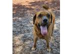 Adopt Lizzy a Brown/Chocolate Mixed Breed (Large) / Mixed dog in Green Cove
