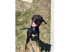 Adopt Rocky* a Black Terrier (Unknown Type, Small) / Mixed dog in Baton Rouge