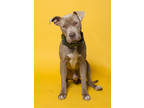 Adopt Stanley a Brindle American Pit Bull Terrier / Mixed Breed (Medium) / Mixed