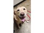 Adopt Maple a Tan/Yellow/Fawn - with White Labrador Retriever dog in Cabot