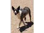 Adopt Seguridad a Black Australian Cattle Dog dog in Kingman, AZ (41308992)